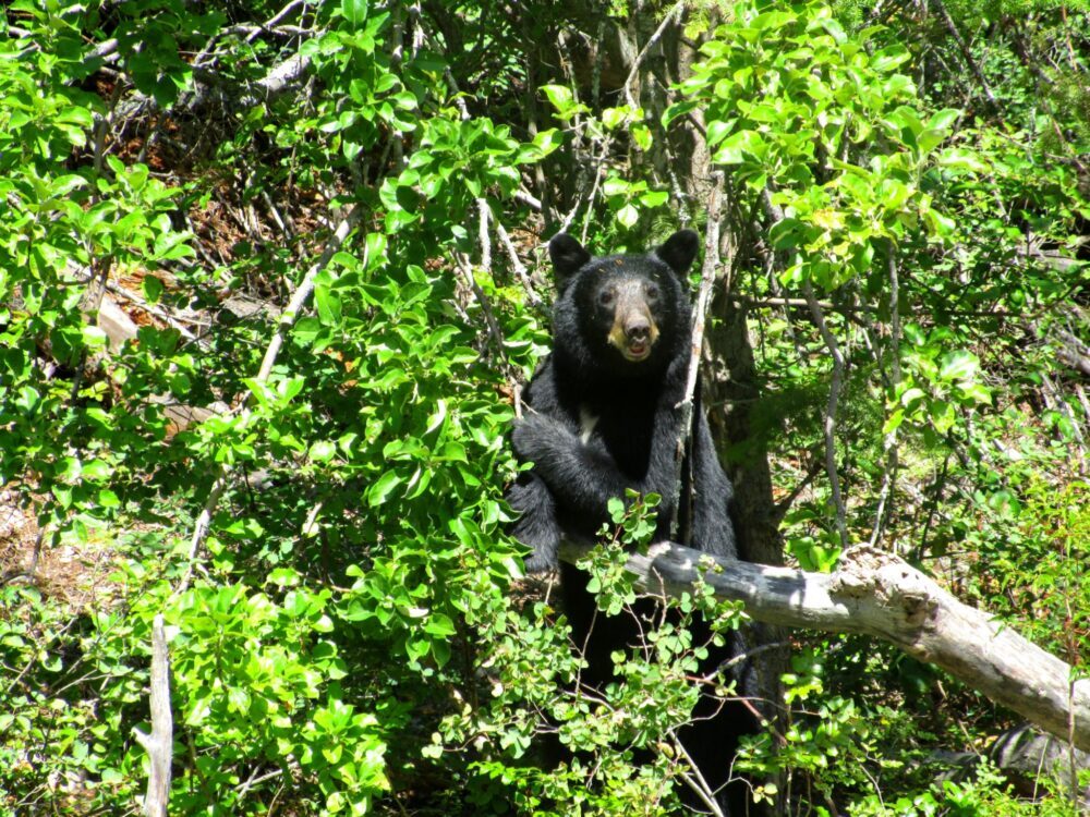 黑熊坐在树上