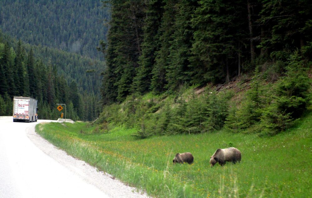 两只灰熊在高速公路旁的草地上吃草