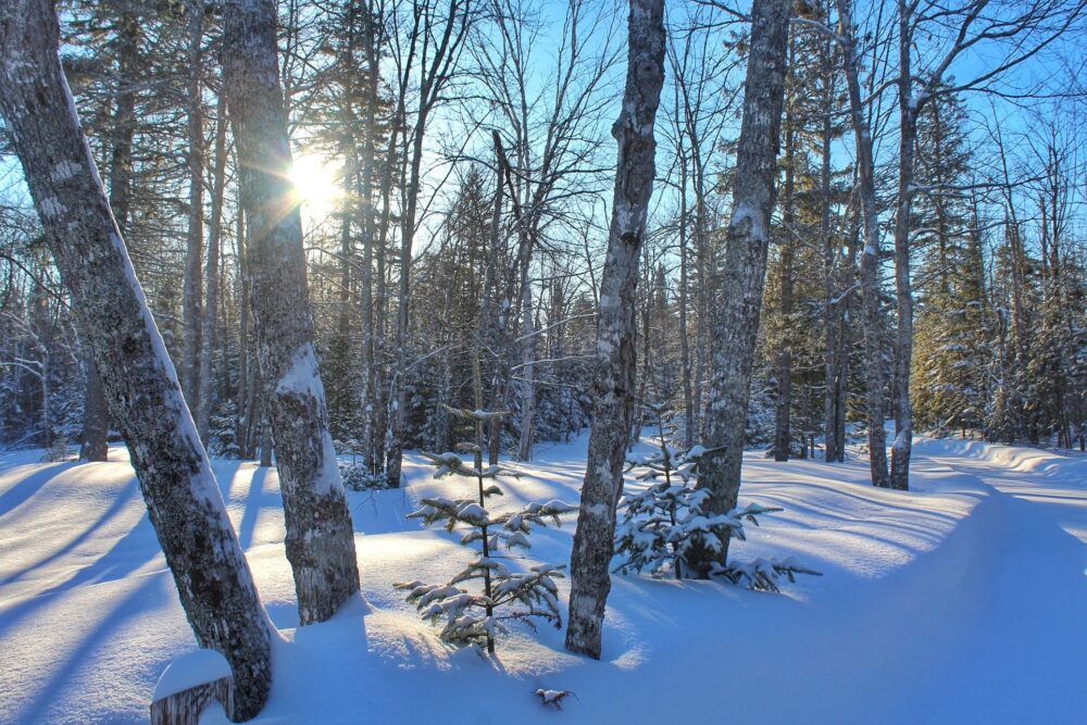 白雪覆盖的森林，阳光透过树木窥视