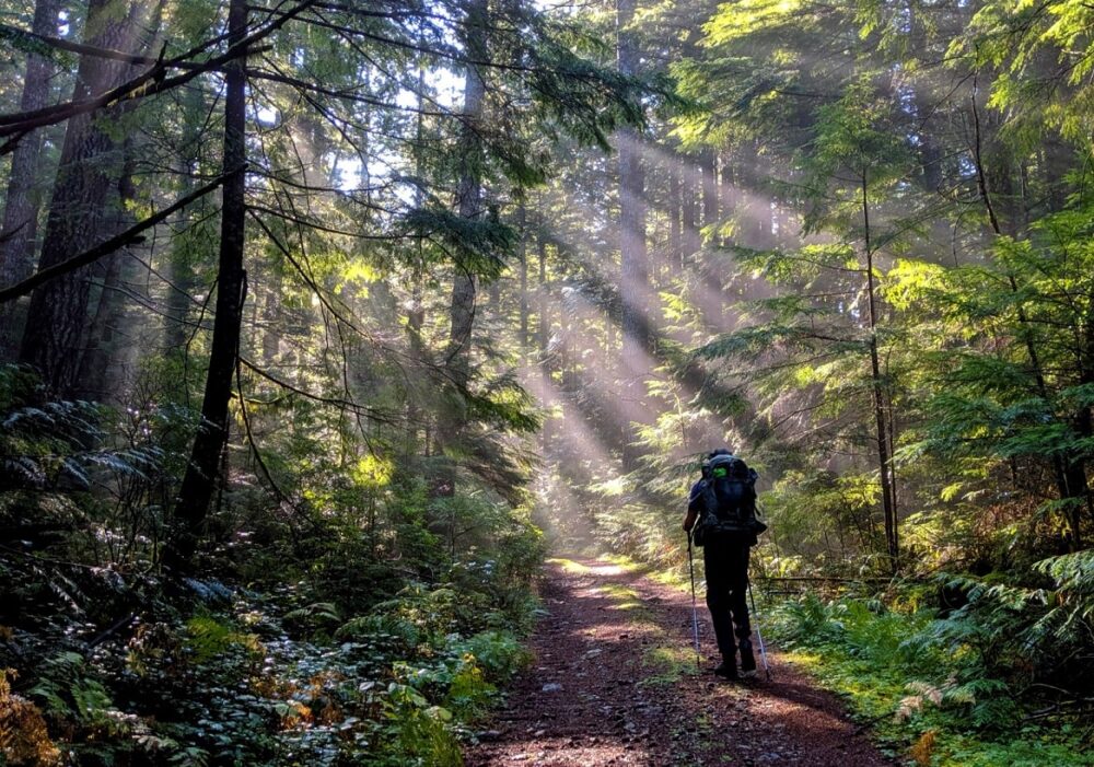 JR的背影与背包徒步穿越森林与阳光流过树木