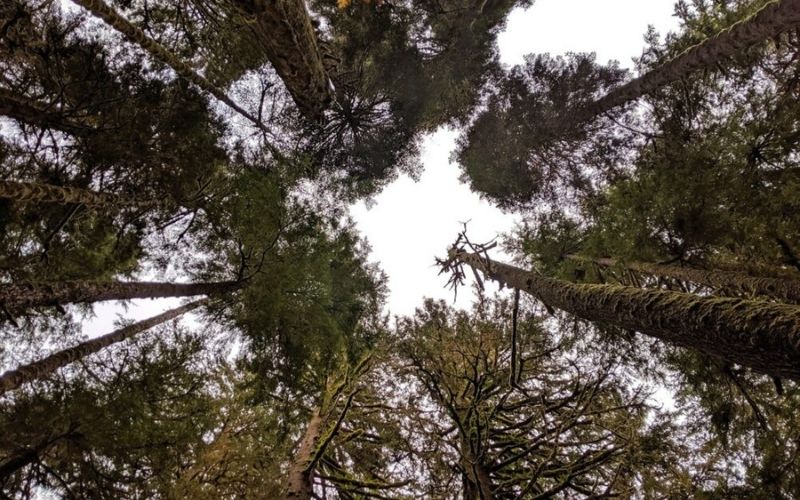 在不列颠哥伦比亚省的温哥华岛上哪里能找到大树
