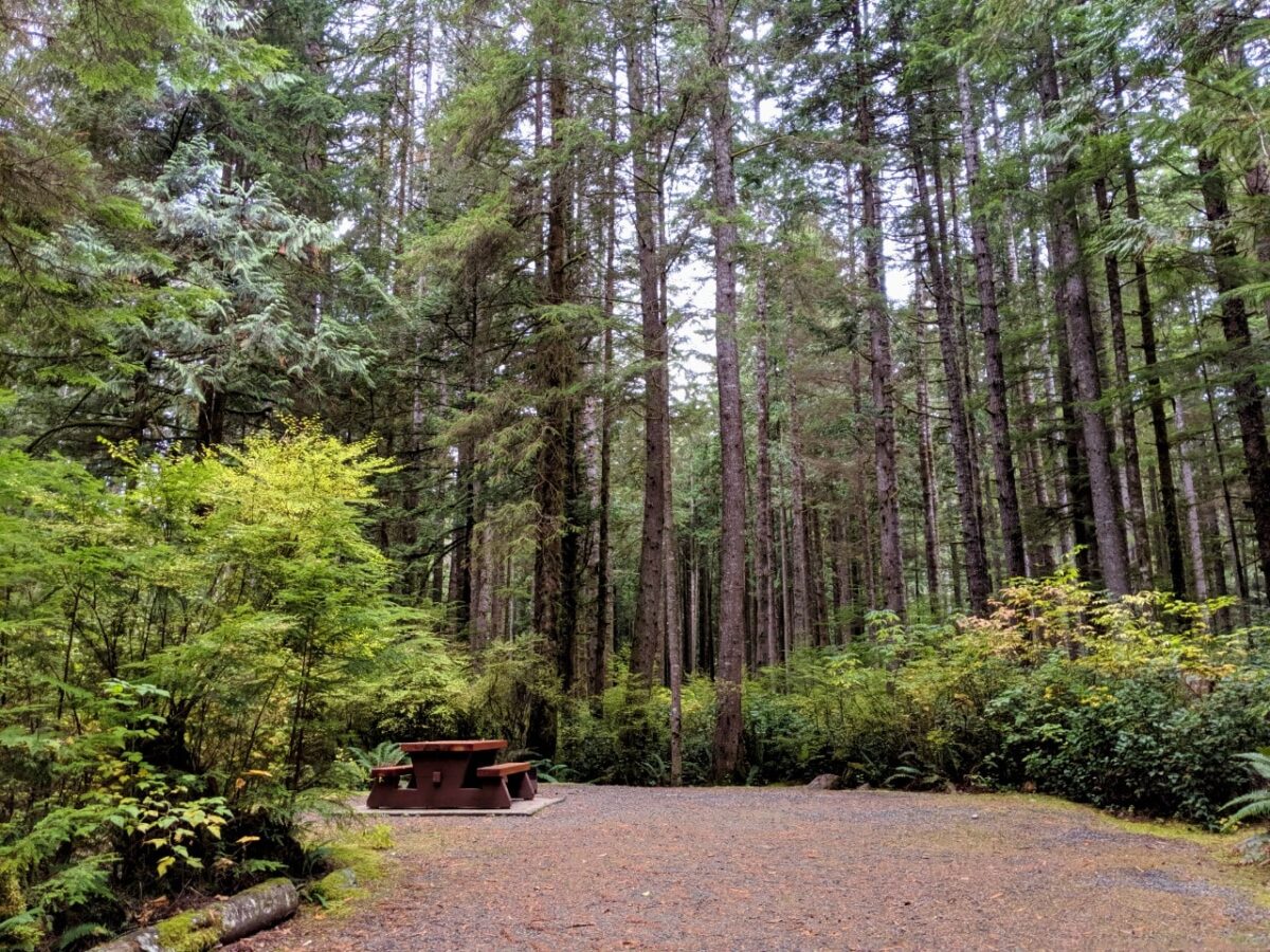 在不列颠哥伦比亚省的省立公园，带野餐桌的露营地被树木包围