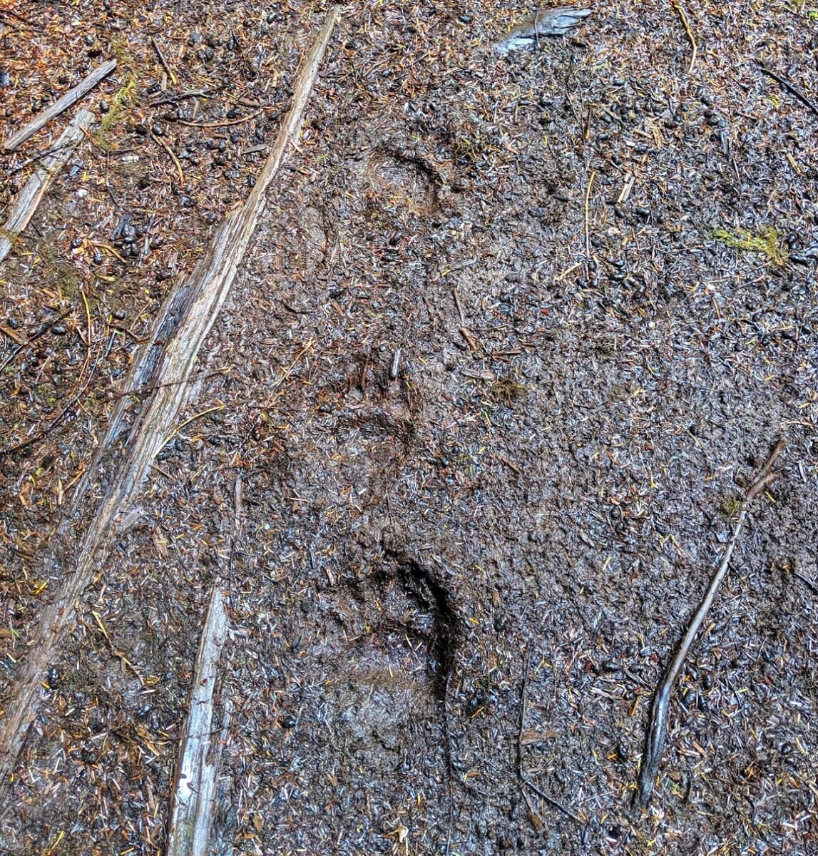 在温哥华岛斯科特角小径的泥/土上有黑熊的爪印