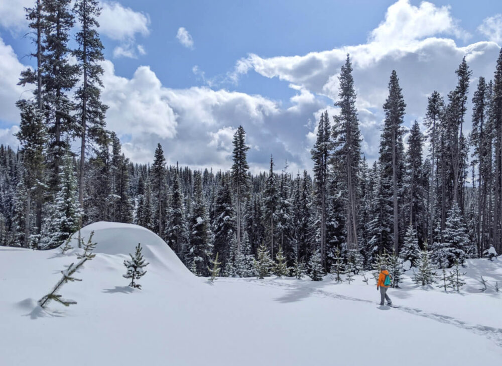 杰玛走在雪鞋小径在橙色夹克与森林的背景