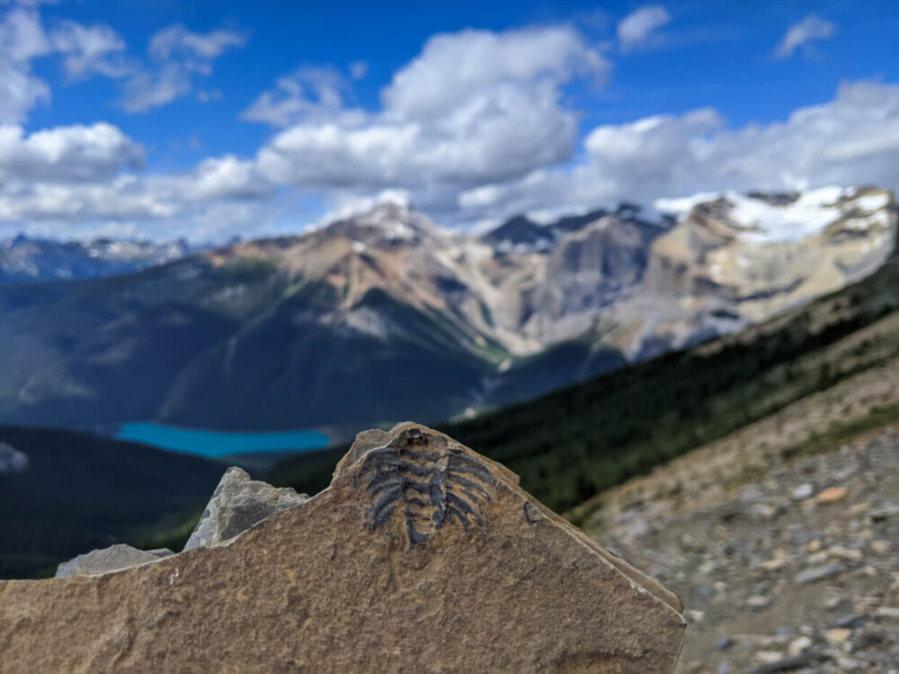 带化石的岩石被贴近镜头拍摄，背景是Yoho国家公园的山地地形和冰川，上方是明亮的蓝色冰川湖
