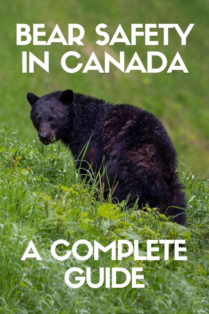 加拿大的自然之美是世界闻名的(理当如此)。这里是雄伟的熊的家。学习一些基本的熊的安全是绝对必要的任何人计划探索城市街道之外。点击这里发现你需要知道的一切!