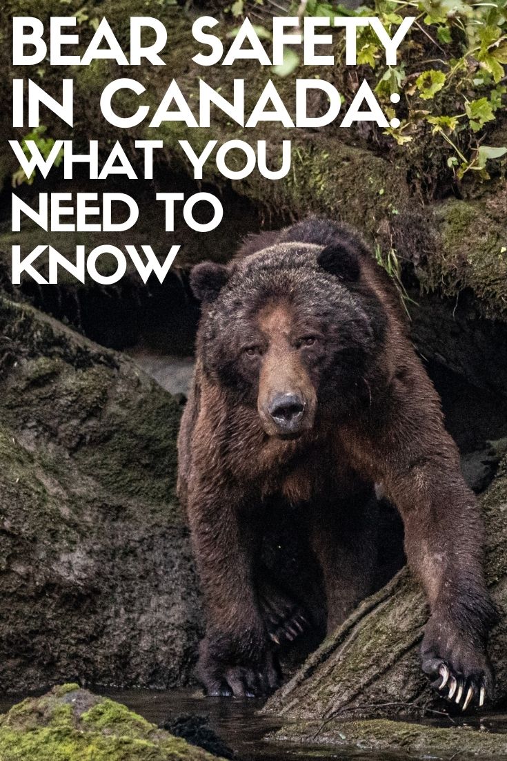 遇到熊感到害怕是正常的。但恐惧不应该阻止你探索户外!本指南介绍了加拿大熊的安全。offtrack乐动体育代理招商travel.ca