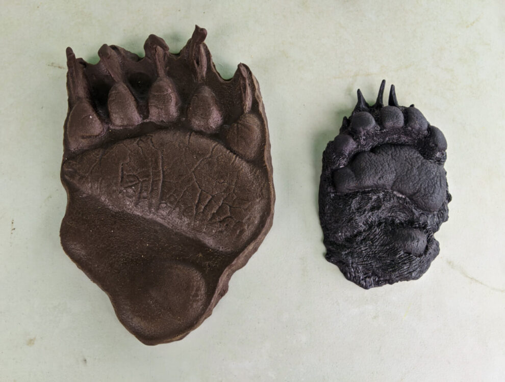 灰熊和黑熊的爪印，由石膏模制作而成