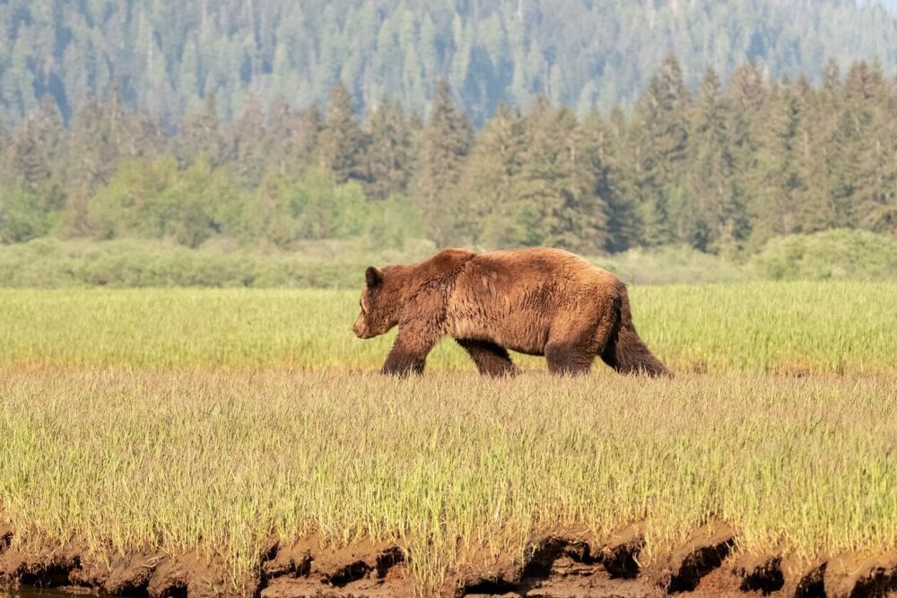 一只棕色灰熊背对着镜头，走在矮草上