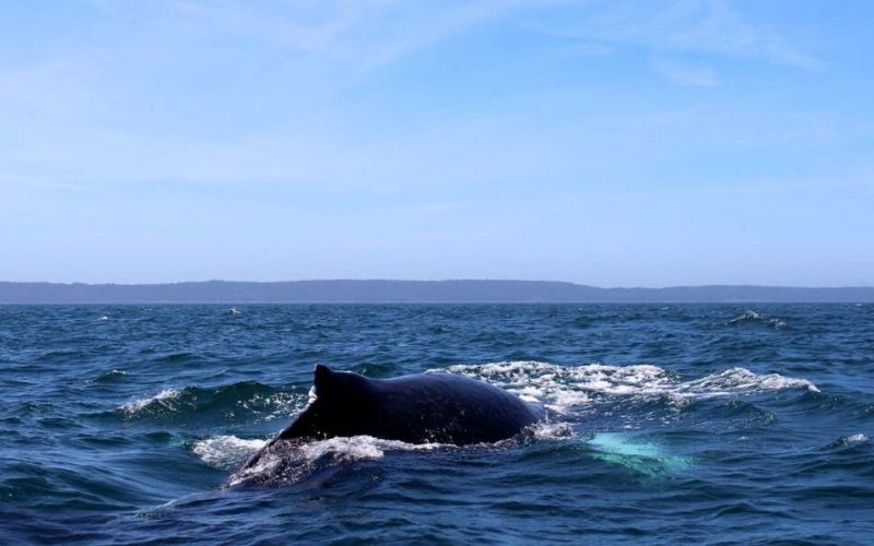 在新斯科舍省看鲸鱼:为什么，如何，在哪里等等