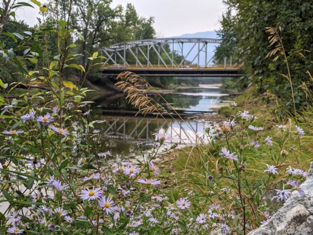 穿过紫色的野花，眺望大福克斯格兰比河上的一座桥