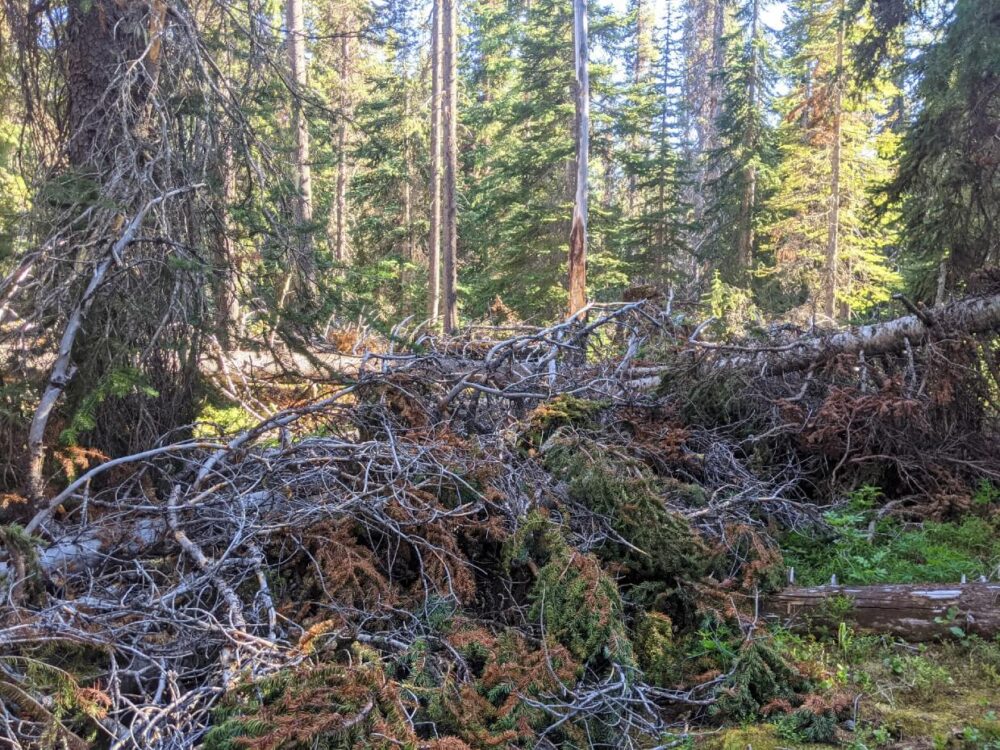 森林中倒下的树木挡住了HBC小径