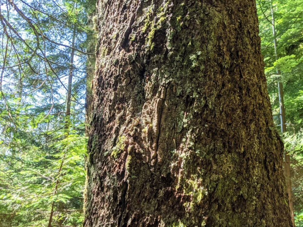 近距离的树干与100年以上的垂直斧头标记
