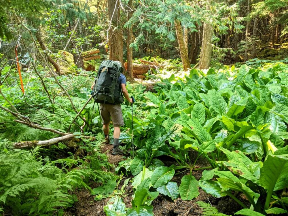 JR徒步穿越上索瓦夸山谷的臭鼬卷心菜沼泽的后景。一些臭卷心菜长到了他的腰