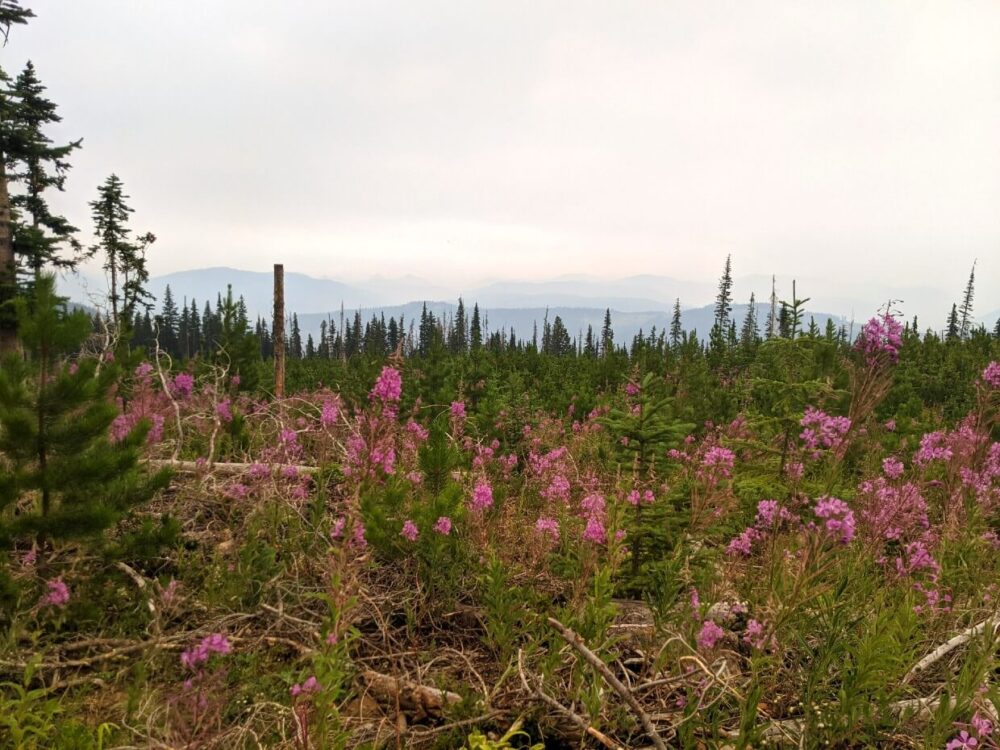前景是粉红色的野花，背景是被砍伐的森林后面烟雾缭绕的天空