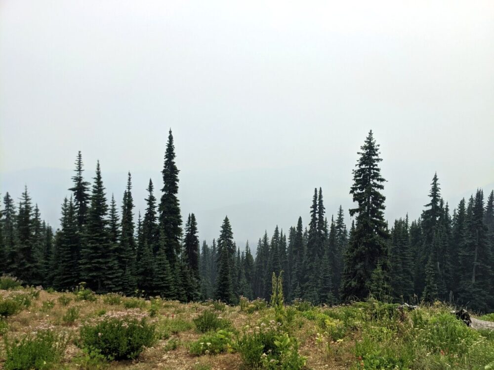 越过森林，眺望远处烟雾缭绕的天空。山峦的轮廓隐约可见