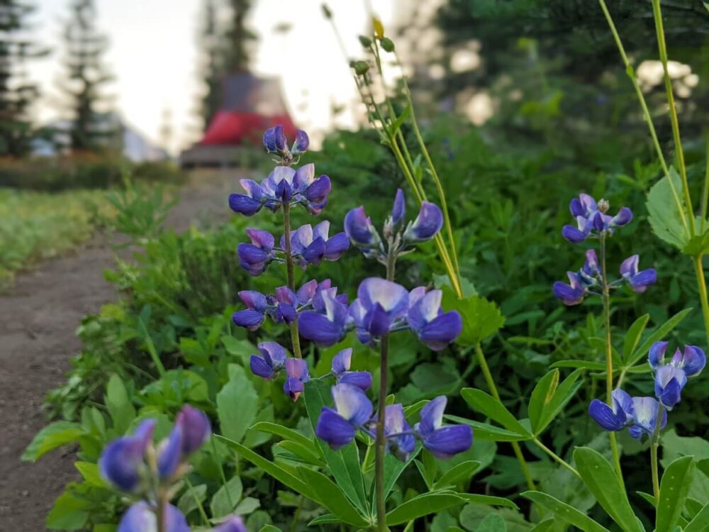 特写紫色和蓝色的野花在前面的模糊的背景设置帐篷