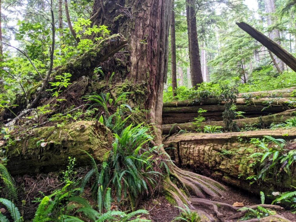西海岸小径上的自然障碍与巨大的倒下的树旁边的大古树生长