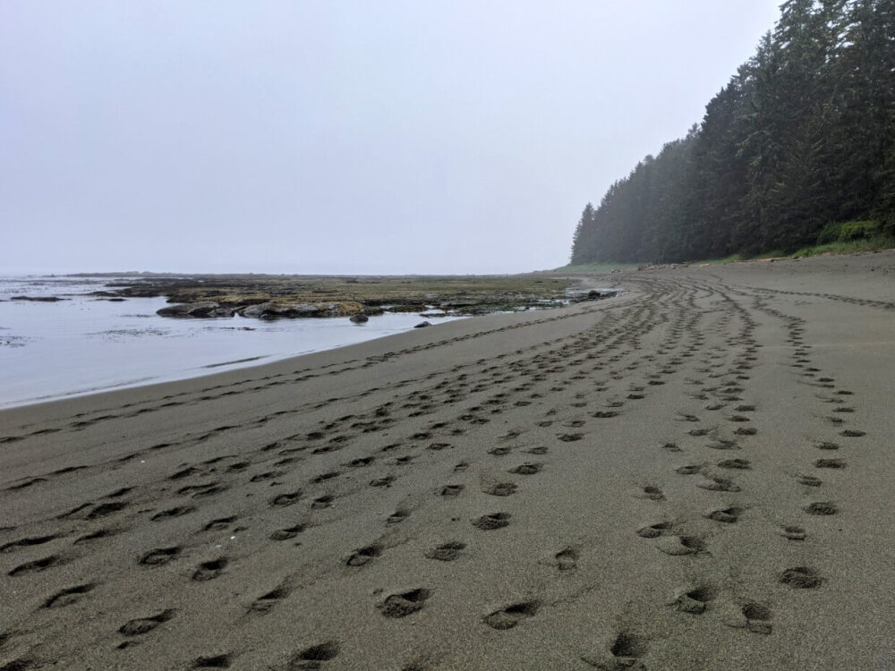 在西海岸小径柔软的沙滩上，许多脚步声离开了相机