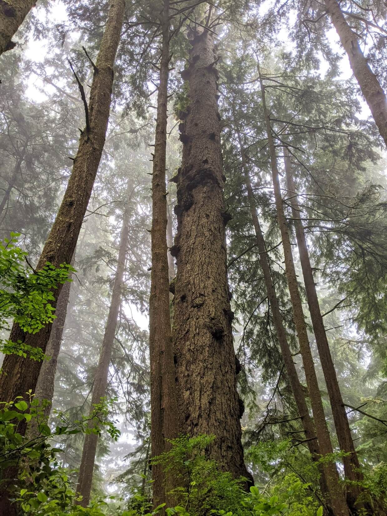仰望西海岸小径雾蒙蒙森林中的高大树木，