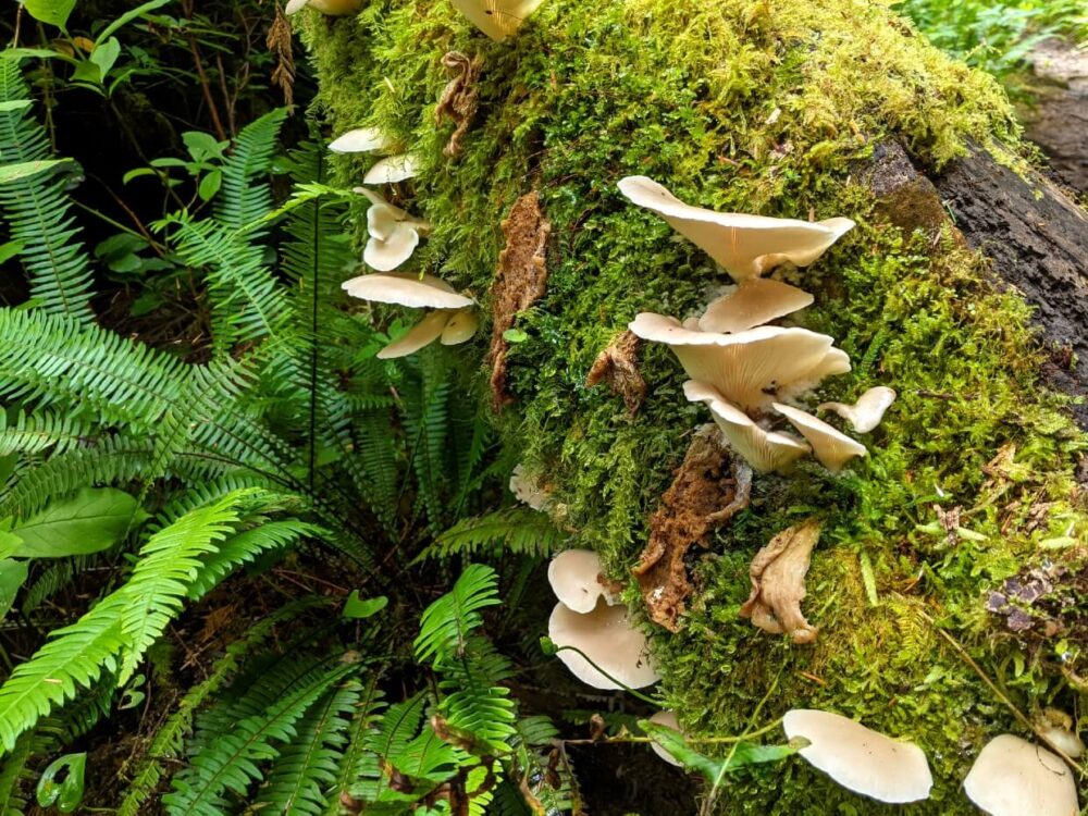 特写白色/奶油色蘑菇在长满苔藓的原木