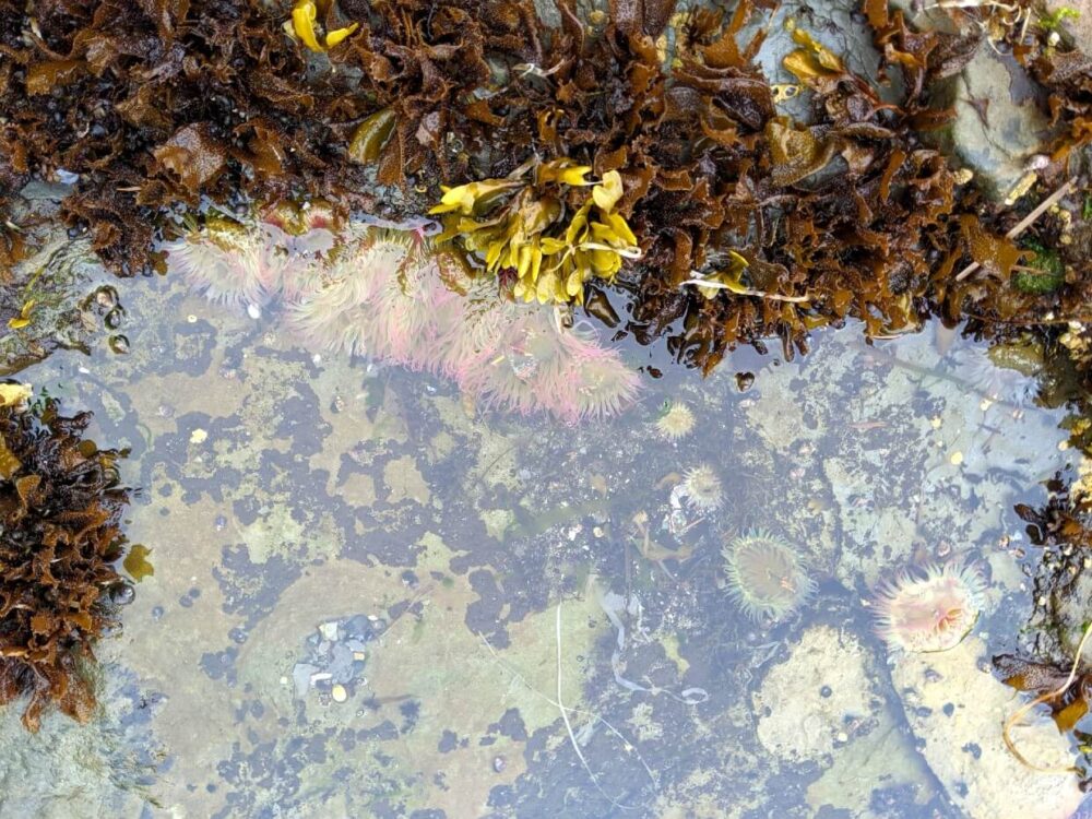 岩石池中的海葵特写，被海草包围