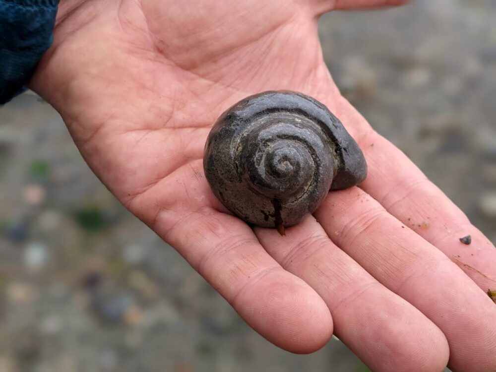 伸出的手上有蜗牛壳化石