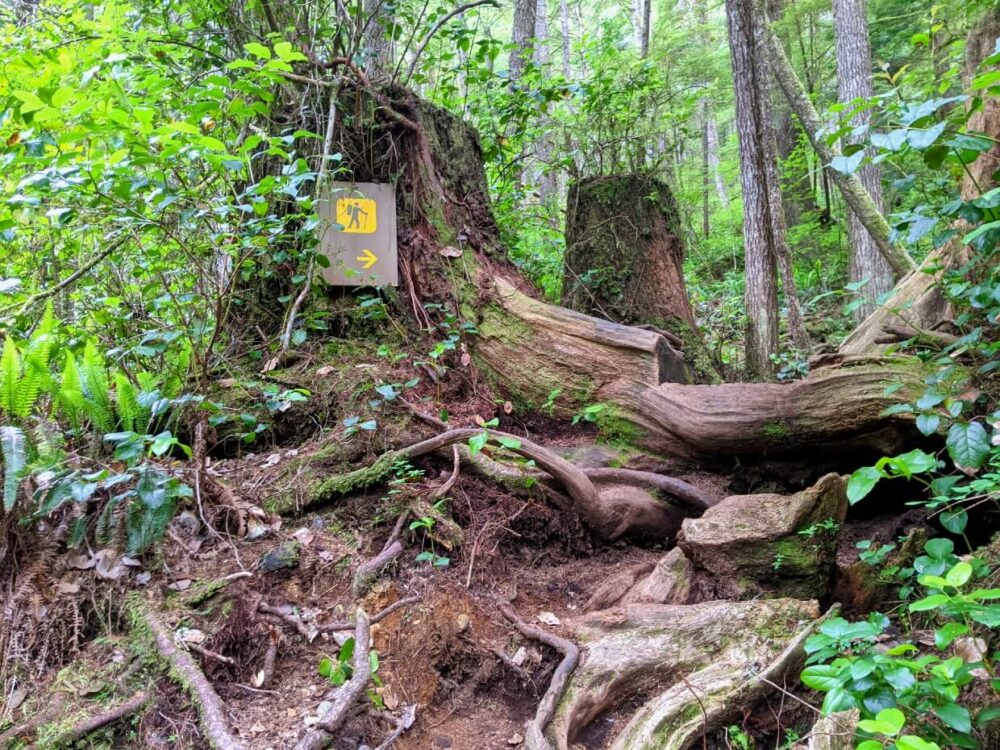 在西海岸步道的树根系统障碍旁边的树干上有远足者标志