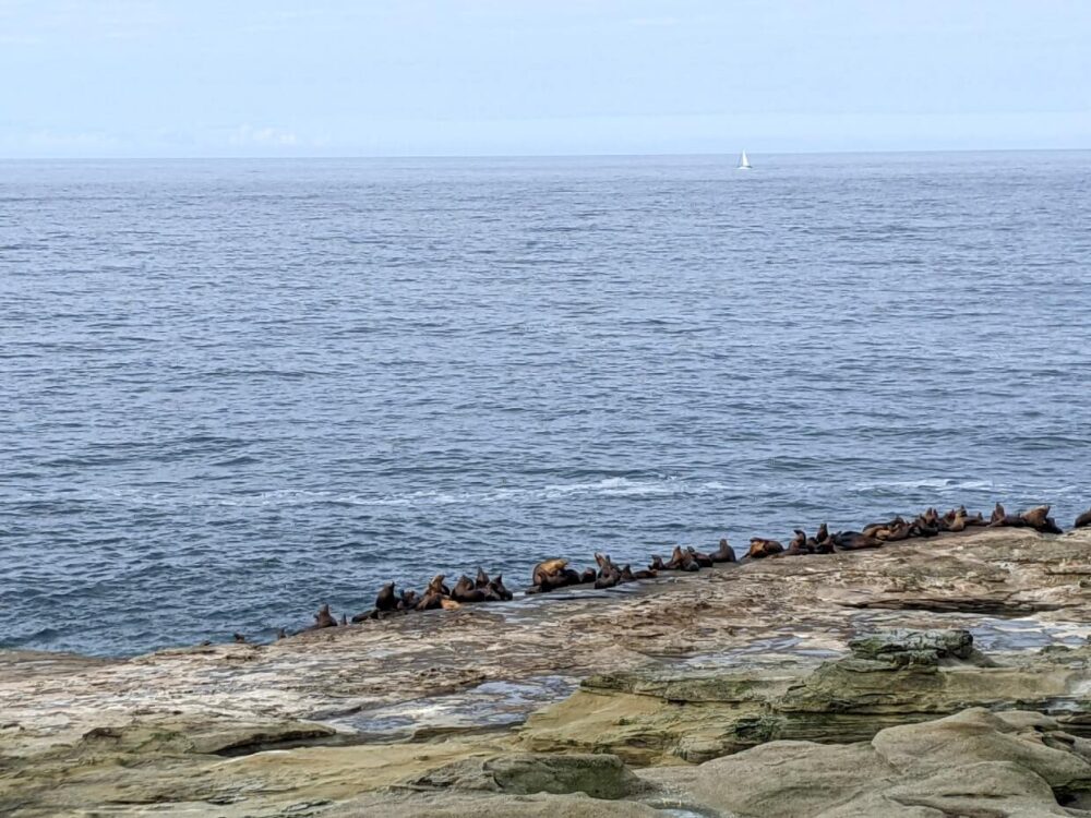 大海前远处的岩石上有一群海狮
