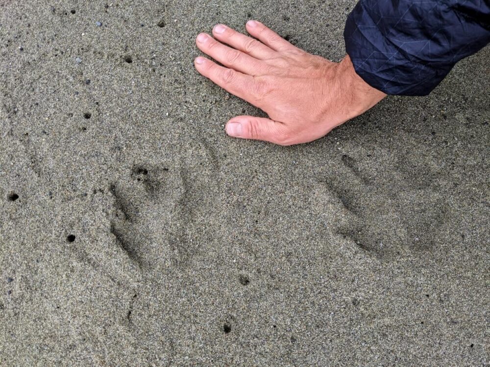 西海岸小道的沙子上有多条狼的脚印。在轨道旁边有一只手用来比较大小。