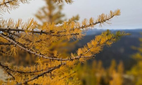 加拿大不列颠哥伦比亚省哪里能找到金落叶松