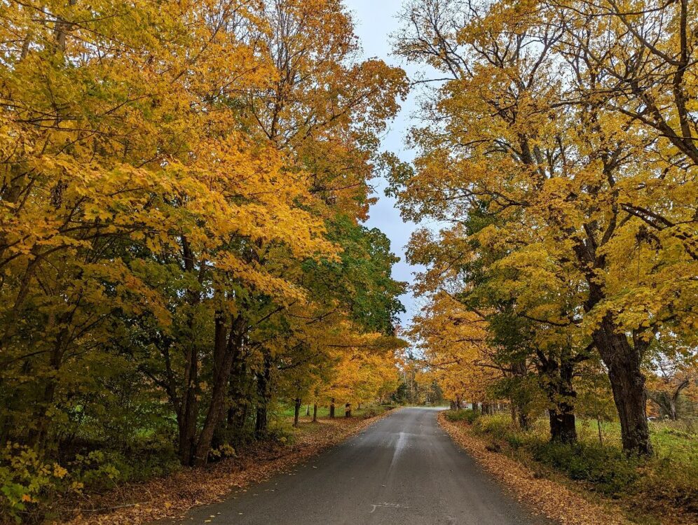 驾驶视野狭窄的道路，两旁有大树，都被金色的树叶照亮